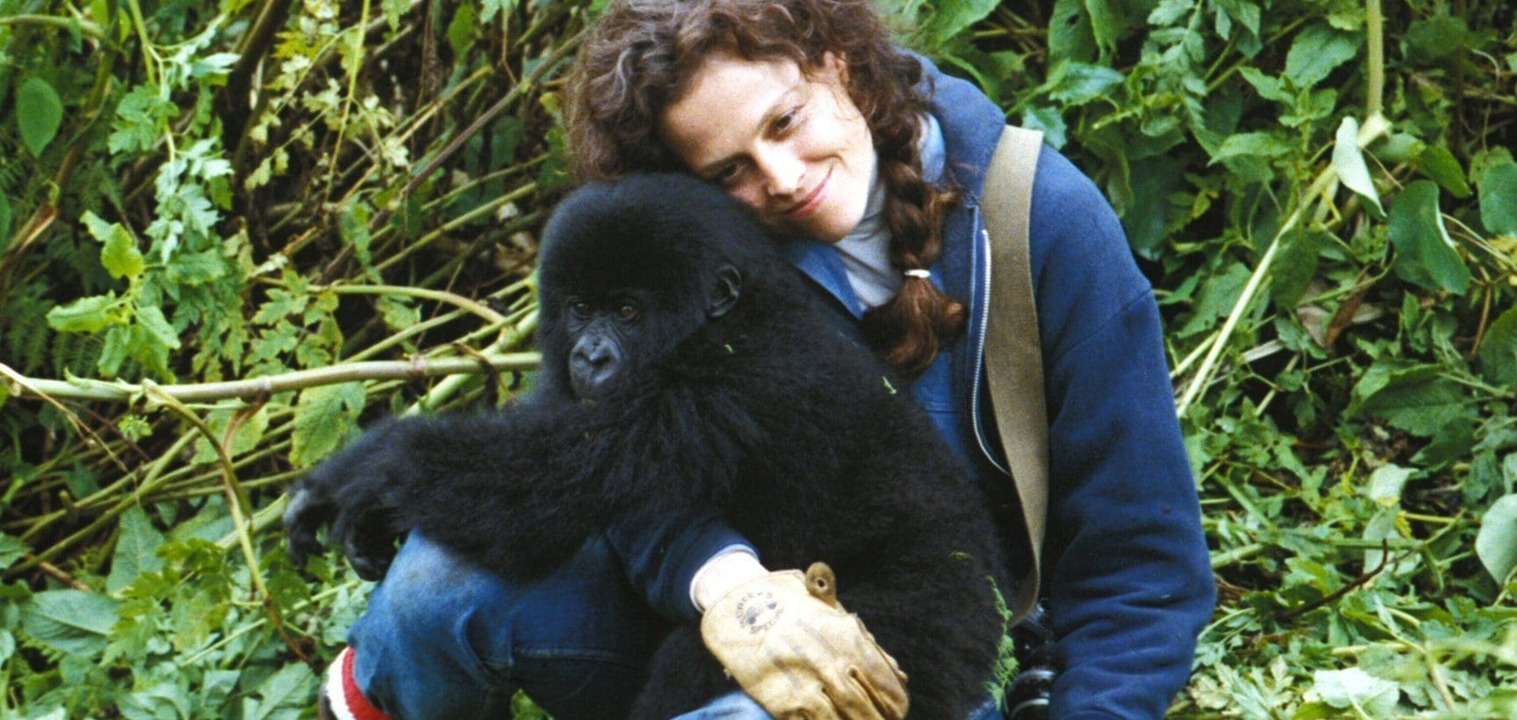 Gorilla nella nebbia (Gorillas in the Mist, Michael Apted, 1988, 129')